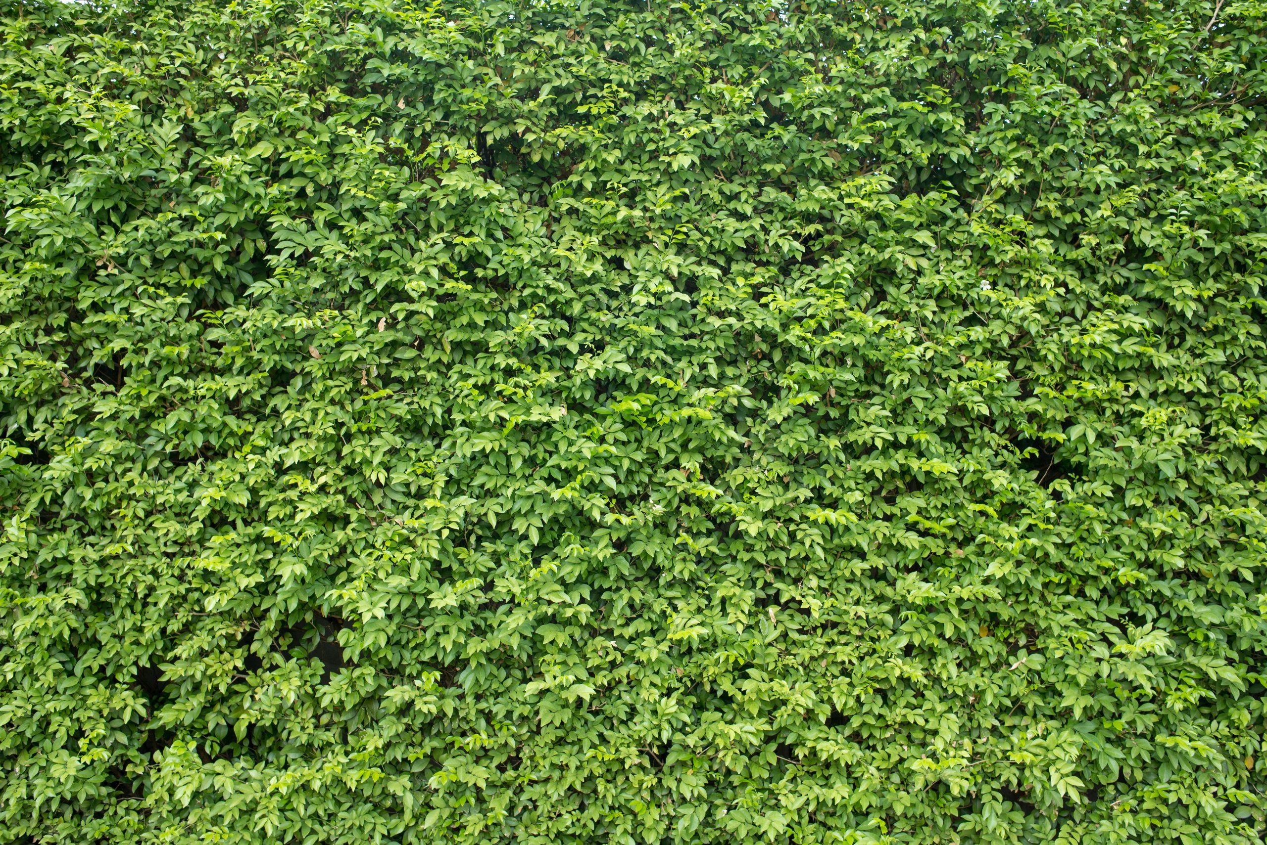 lawn serene field bright idyllic scaled